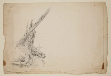 Tronco rotto di un albero