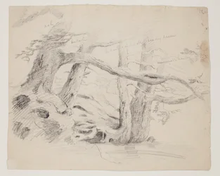 Alberi di quercia e cicuta