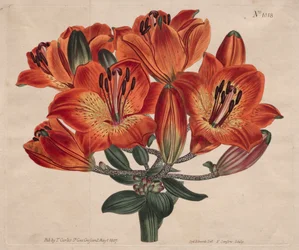 Il Magazine Botanico o Giardino dei Fiori: ...Giglio Arancione, 1807