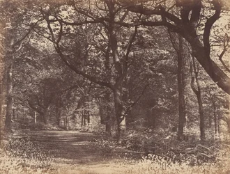 Scena nel Bosco, Norton, Cheshire