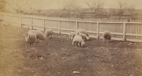 [Pecore in un pascolo nella fattoria di Avondale, PA]