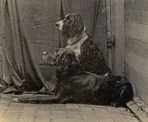 Cani di Thomas Eakins, 1884