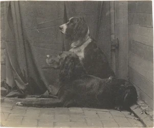 [Il cane Harry di Thomas Eakins e un altro setter], 1880