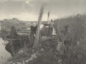 Durante la raccolta delle canne, 1886 (foto)
