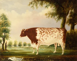 Mina, un toro Shorthorn di quattro anni in un prato