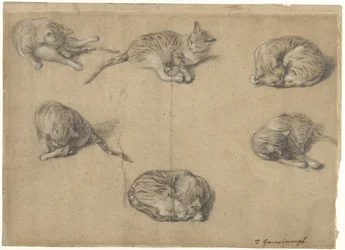 Sei studi di un gatto