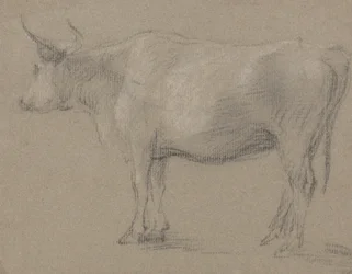 Studio di una mucca