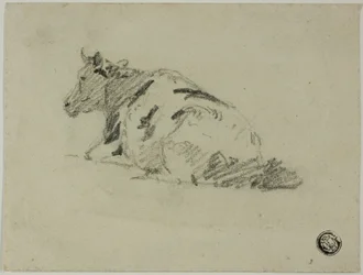 Mucca