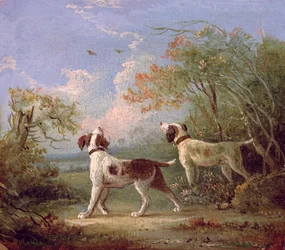 Spaniel in un paesaggio