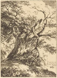 Vecchio albero