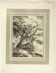 Vecchio Albero, dal primo numero di Specimens of Polyautography