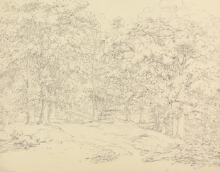 Alberi nel parco di Ashtead, Surrey