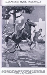 Il cavallo di Alessandro, Bucefalo: il cavallo era nero lucido con una stella bianca sulla fronte, ca. 1950