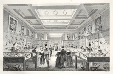Museo Britannico, Galleria Zoologica, da 