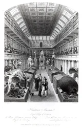 Il Museo Hunterian, illustrazione per 