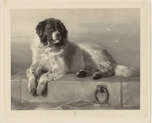 Ritratto del cane da salvataggio Bob, sdraiato su un molo