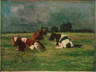 Tre mucche al pascolo
