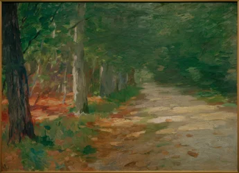 Sentiero nel bosco con macchie di sole
