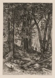 Interno di una foresta californiana (da Thomas Moran, americano).