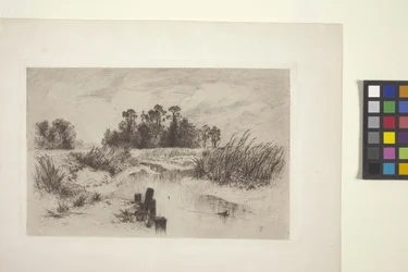 Paesaggio paludoso con ruscello