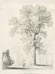 Blithfield - Quercia del Re: disegno a penna e inchiostro