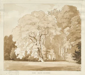 Ingestre - uno studio di alberi