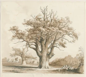 Teddesley Hall - Querce: disegno a matita e lavaggio, nd [Nov 1842]