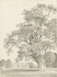 Tixall - Quercia