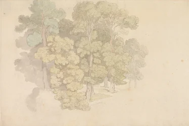 Un gruppo di alberi