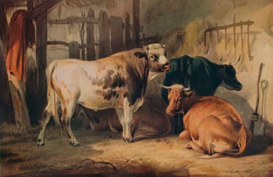 Un toro e tre mucche in una stalla