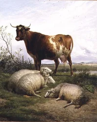 Pecore e una mucca al pascolo