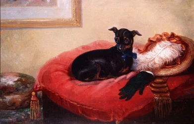 Il suo animale preferito: un Manchester Terrier su un cuscino rosso
