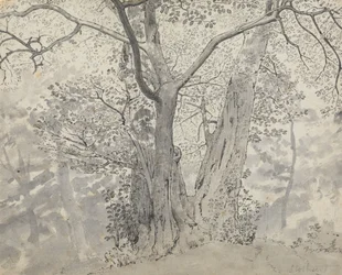 Studio di Albero