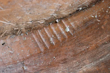 (dettaglio) del retro di un piatto slipware di Adamo ed Eva, North Staffordshire