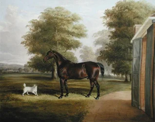 Un cavallo baio con un terrier
