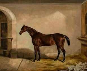 Teddy il Piastrellista: Un cavallo