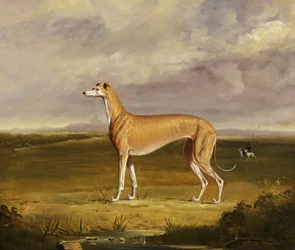 Il Levriero