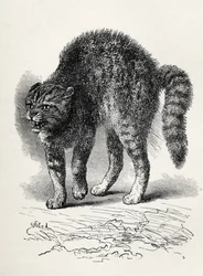 Gatto terrorizzato da un cane, da 
