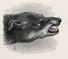 Testa di cane ringhiante, da 