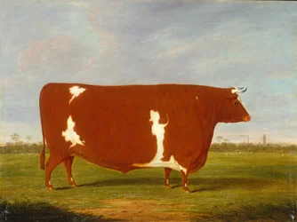 Un Toro da Premio in un Paesaggio
