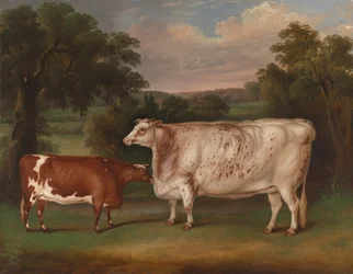 Bovini premiati in un paesaggio