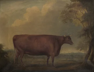 Giovenche rosse del Devon nel paesaggio