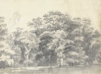 Alberi su una riva del fiume