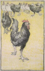 Gallo, seguito da galline nere e bianche