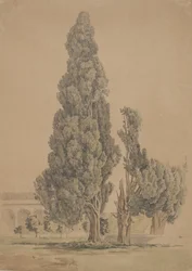Cipressi