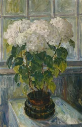 Ortensia