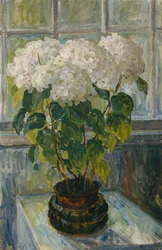 Ortensia