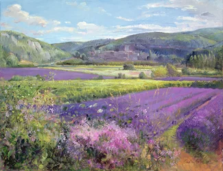 Campi di lavanda nella vecchia Provenza
