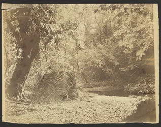 [Scena di giungla: Vista di una capanna con tetto di paglia e fronde di palma, Istmo di Darién (Panama)].