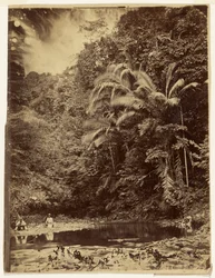 Scena nella giungla con palme e altro fitto fogliame, spedizione nel Darién, istmo di Panama